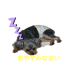 ヨーキー♡きゅう（個別スタンプ：7）