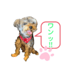 ヨーキー♡きゅう（個別スタンプ：16）