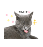 vivien12.15.neko.cat（個別スタンプ：1）