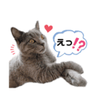 vivien12.15.neko.cat（個別スタンプ：2）
