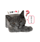 vivien12.15.neko.cat（個別スタンプ：5）