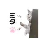 vivien12.15.neko.cat（個別スタンプ：10）