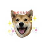 しば太スタンプ2（個別スタンプ：5）