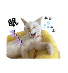 猫とときどきしろたぬき（個別スタンプ：1）