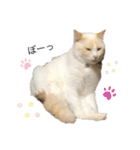 猫とときどきしろたぬき（個別スタンプ：2）