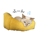 猫とときどきしろたぬき（個別スタンプ：3）