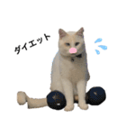 猫とときどきしろたぬき（個別スタンプ：5）