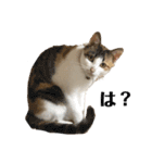 猫とときどきしろたぬき（個別スタンプ：6）
