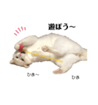 猫とときどきしろたぬき（個別スタンプ：7）