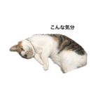 猫とときどきしろたぬき（個別スタンプ：8）
