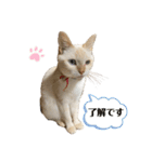 猫とときどきしろたぬき（個別スタンプ：9）