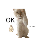 猫とときどきしろたぬき（個別スタンプ：10）