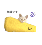 猫とときどきしろたぬき（個別スタンプ：11）