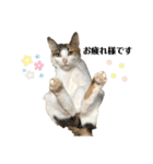 猫とときどきしろたぬき（個別スタンプ：12）