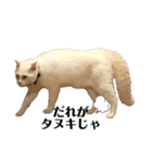 猫とときどきしろたぬき（個別スタンプ：13）