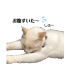 猫とときどきしろたぬき（個別スタンプ：14）
