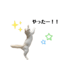 猫とときどきしろたぬき（個別スタンプ：15）