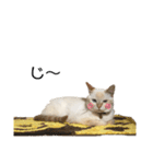 猫とときどきしろたぬき（個別スタンプ：16）
