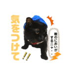 黒猫おまめの日々（個別スタンプ：3）