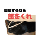 黒猫おまめの日々（個別スタンプ：8）