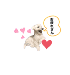 ぷうたろうでございます。No.7（個別スタンプ：1）