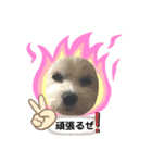 ぷうたろうでございます。No.7（個別スタンプ：4）