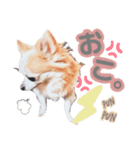らむ＆ろん（個別スタンプ：3）