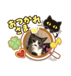 かぶみゅー（個別スタンプ：6）