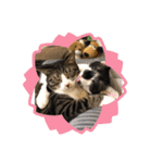 かぶみゅー（個別スタンプ：7）