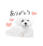 マルチーズのソラちゃん（個別スタンプ：1）