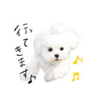 マルチーズのソラちゃん（個別スタンプ：2）