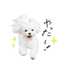 マルチーズのソラちゃん（個別スタンプ：4）