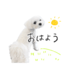 マルチーズのソラちゃん（個別スタンプ：6）
