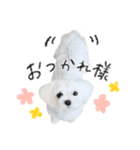 マルチーズのソラちゃん（個別スタンプ：7）