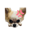 NICO's stamps2（個別スタンプ：1）
