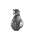 akaneko cats（個別スタンプ：1）