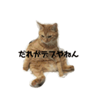 そるたまにみた（個別スタンプ：1）
