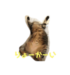 そるたまにみた（個別スタンプ：2）