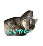 そるたまにみた（個別スタンプ：6）