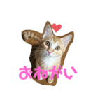 そるたまにみた（個別スタンプ：8）