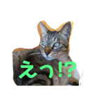 そるたまにみた（個別スタンプ：9）