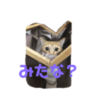 そるたまにみた（個別スタンプ：11）