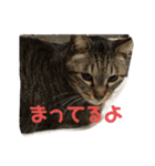 そるたまにみた（個別スタンプ：13）