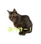 そるたまにみた（個別スタンプ：14）