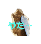 そるたまにみた（個別スタンプ：15）