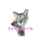 そるたまにみた（個別スタンプ：16）