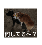 コーギーのこうちゃん 4（個別スタンプ：2）