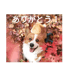 コーギーのこうちゃん 4（個別スタンプ：5）