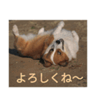 コーギーのこうちゃん 4（個別スタンプ：9）