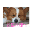 コーギーのこうちゃん 4（個別スタンプ：10）